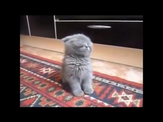 Котёнок засыпает стоя