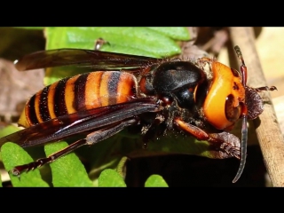 Самые опасные насекомые в мире