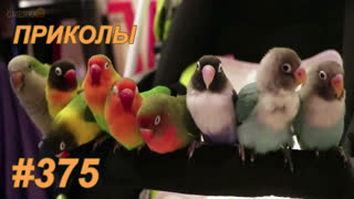 Приколы апрель 2019 №375